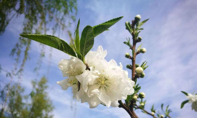 花开思念，芬芳永存（以花为桥，追忆逝者的柔情）