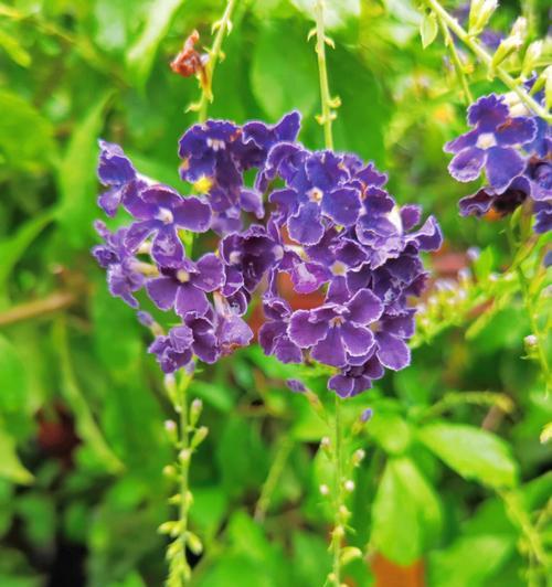 夏日花海（繁花似锦，美丽夏天的庆典）