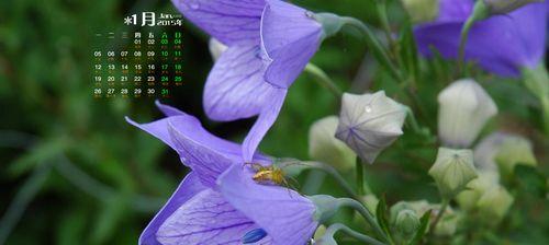 夏日花园的绚烂色彩（夏天的代表植物与花海盛宴）