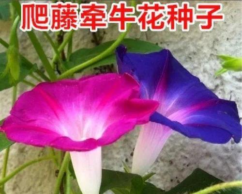 矮牵牛如何播种（矮牵牛种植方法和时间）