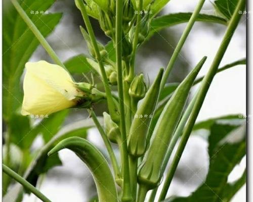 黄秋葵种子怎么种植（详解黄秋葵种植时间和方法）