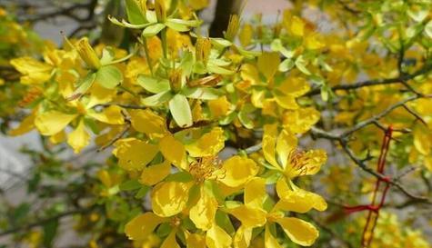 迎春花的养殖方法（种植迎春花的注意事项）