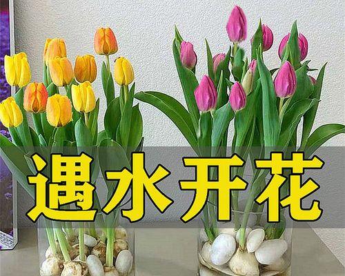 哪种花养（适合室内养的盆栽植物推荐）