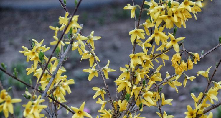 连翘花花语与寓意（带你了解连翘的含义）