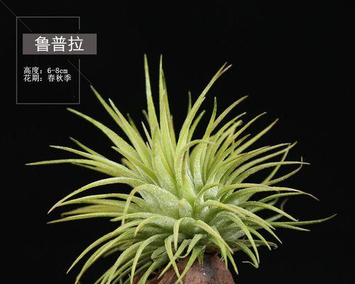 无土栽培的植物有哪些（可长期养的水培植物）