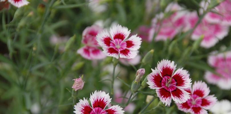 五彩石竹花怎么种（石竹花的种植方法与管理）