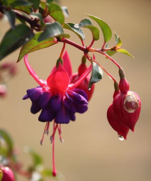 灯笼花夏天如何养护（种植灯笼花的技巧和注意事项）