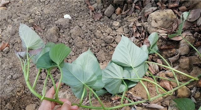 地瓜怎样种植能够高产（地瓜高产栽培技术要点）