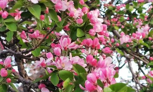 春天开的花有哪些花名（有关春天代表性花朵）