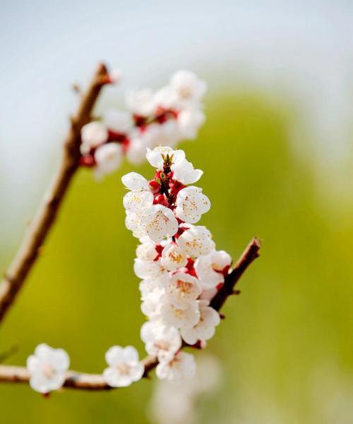 春天开的花有哪些花名（有关春天代表性花朵）