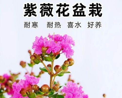 百日红什么时候发芽开花（百日红的种植方法和时间）