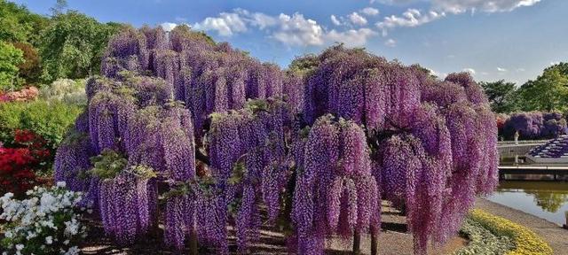 紫藤花怎么种植（详解紫藤花种植与管理方法）