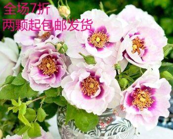 切花月季花的经典品种有哪些（最好看的切花月季品种介绍）