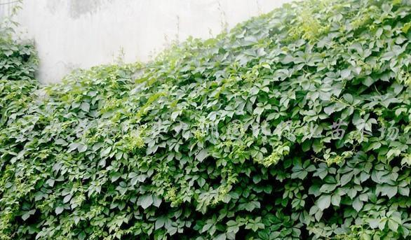 爬山虎怎么种植（爬山虎种植时间和方法）