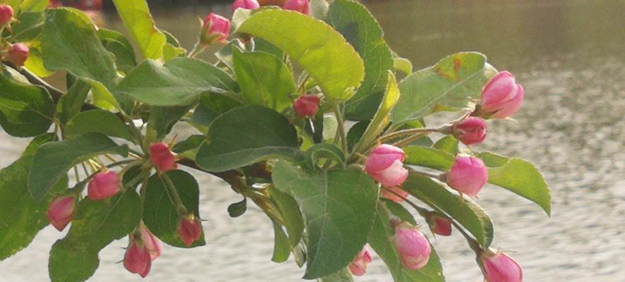 海棠花什么时候开（海棠花的花期简单介绍）