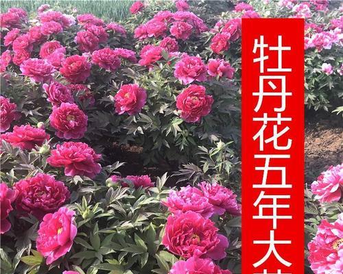 如何养好牡丹花（打造花园中的瑰丽之花）