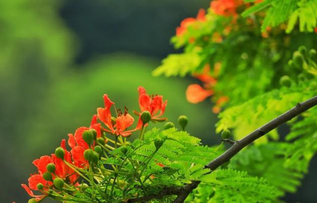 凤凰花什么季节开（观赏凤凰花花期简介）