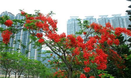 凤凰花什么季节开（观赏凤凰花花期简介）