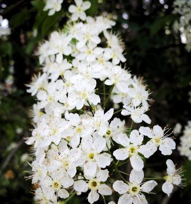 绣线菊花期多久（关于绣线菊花期养护知识）