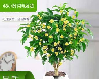 桂花苗怎么盆栽方法