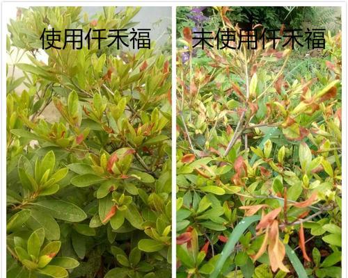 杜鹃花专用肥有哪些（杜鹃花专用肥推荐）