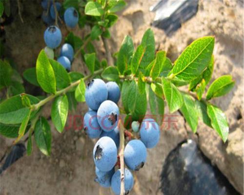 蓝莓树怎么种植和养护（蓝莓的种植方法与管理）