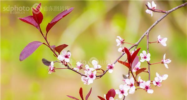 紫叶李开花时间（有关紫叶李简介）