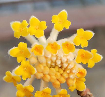 结香花能在家里养吗（结香花种植方法）