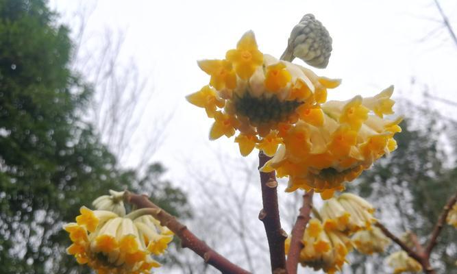 结香花能在家里养吗（结香花种植方法）