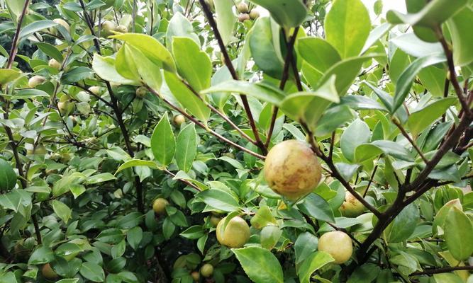 油茶树适合什么环境种植（详解油茶树栽培技术）