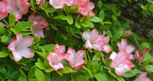 8月开什么花开花季节（盘点八种盛开在8月份的花朵）