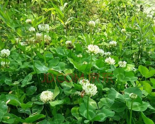 多年生牧草有哪些品种（养的牧草品种）