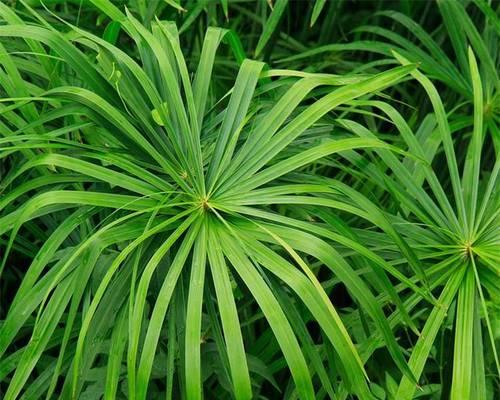 旱伞草是水生植物吗（旱伞草的养殖方法介绍）