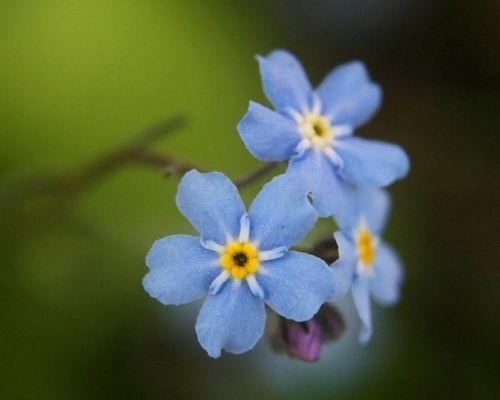 勿忘我花如何种植（勿忘我花种子种植方法讲解）