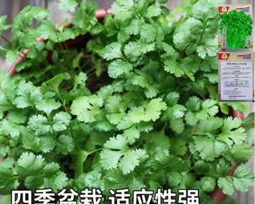 大叶香菜怎么种植（有关香菜种植技术与管理）