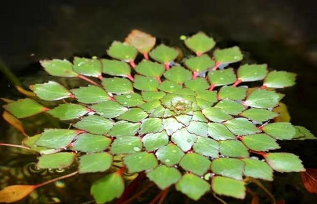 常见浮水植物有哪些（盘点十种好养的浮水植物）