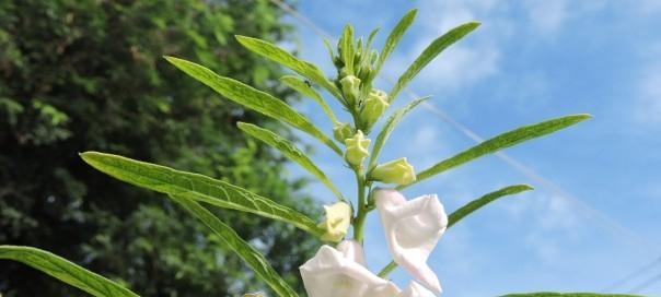 几月份种芝麻最合适（芝麻种植时间及栽培要点）