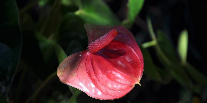 火鹤花花语是什么（火鹤花的寓意和象征）