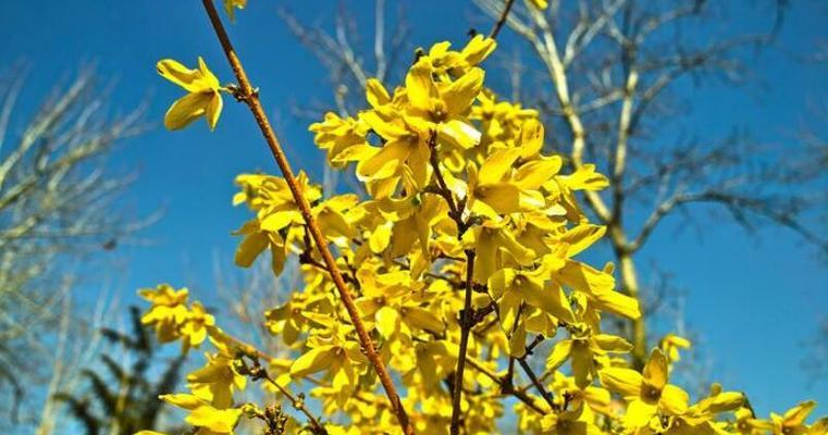 连翘花花语与寓意（连翘花的美丽与象征）