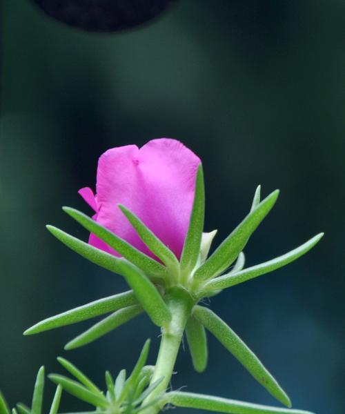 六月代表性的花是什么（在六月开花的植物）