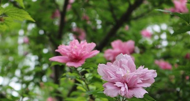 木槿寓意是什么意思（木槿花的花语和象征）