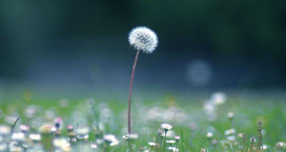 蒲公英的花语与寓意（探秘蒲公英的生命之韵）