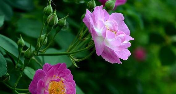 野蔷薇花语是什么（野蔷薇花的传说与寓意）