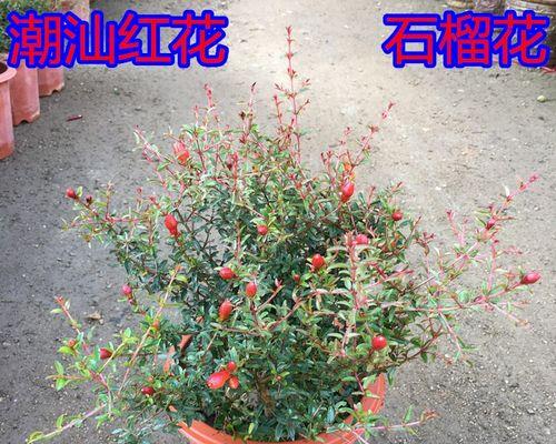 石榴花的寓意和象征是什么（关于石榴花的含义）