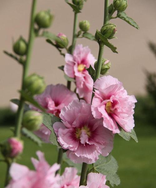 蜀葵花语及象征意义（简述蜀葵花的养护要点）