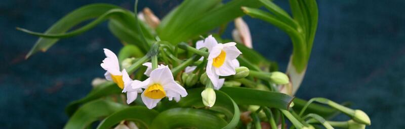 水仙花的花语代表什么意思（有关水仙花的象征意义）