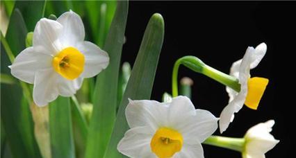 水仙花象征什么意思（水仙花代表的含义）