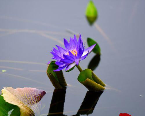 香槟睡莲花语是什么（浅谈香槟睡莲的寓意和象征）