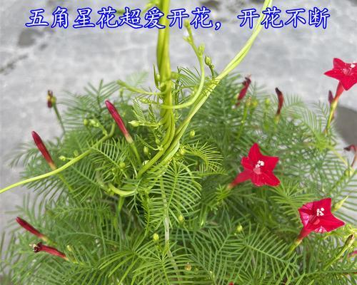 五角星花的寓意是什么（五角星花的象征和花语）