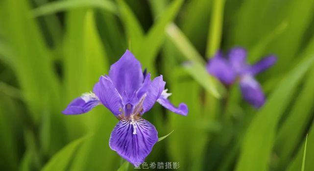 鸢尾花的花语（探索鸢尾花的花语及其象征意义）